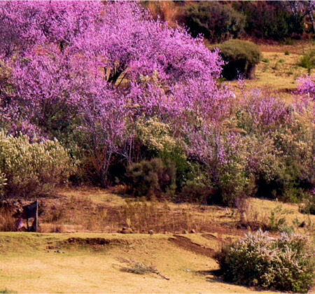 Lesotho