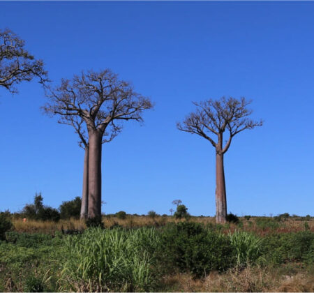 Madagascar