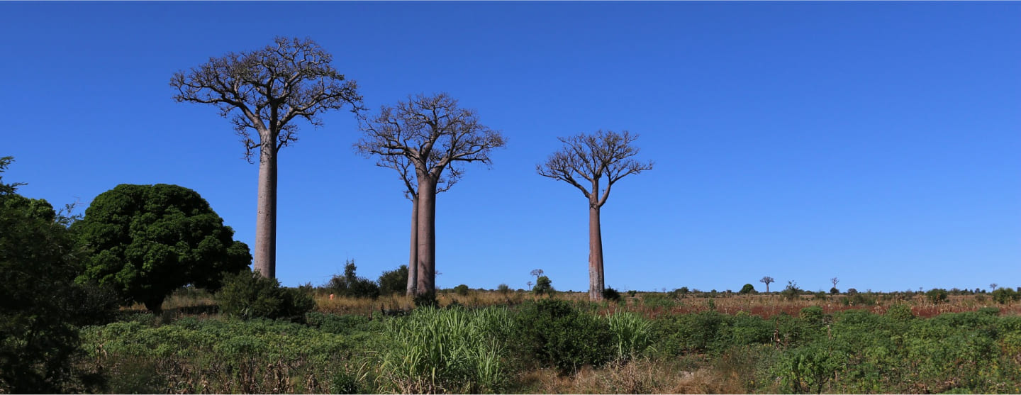 Madagascar